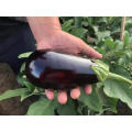 Oval, purple vegetable f1 hybrid heat tolerant  Eggplant seeds